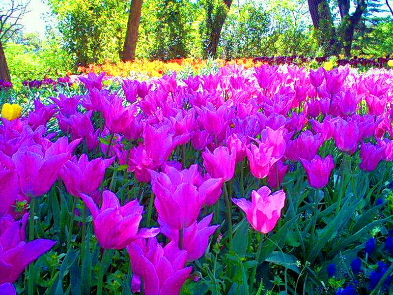 Purple Tulip Field — Vibrant