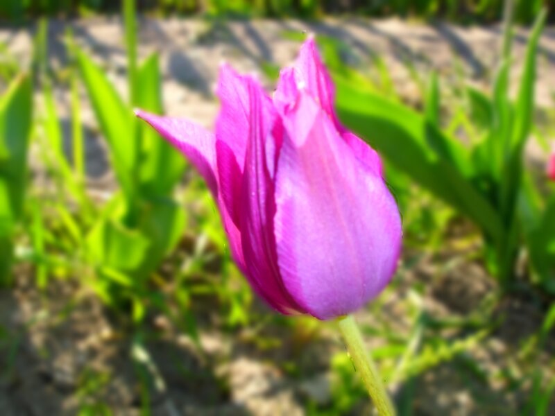 Purple Tulip Flower — Calm, Afternoon