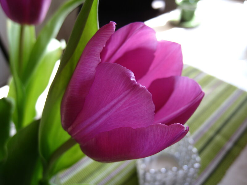 Purple Tulip Flower — Calm, Morning