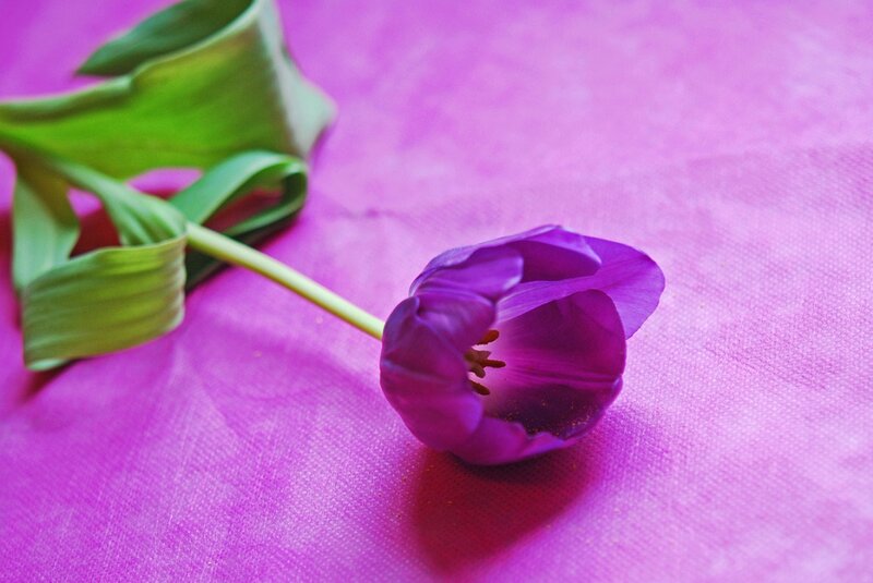 Purple Tulip Flower — Calm, Photograph, Green Leaf, Stem