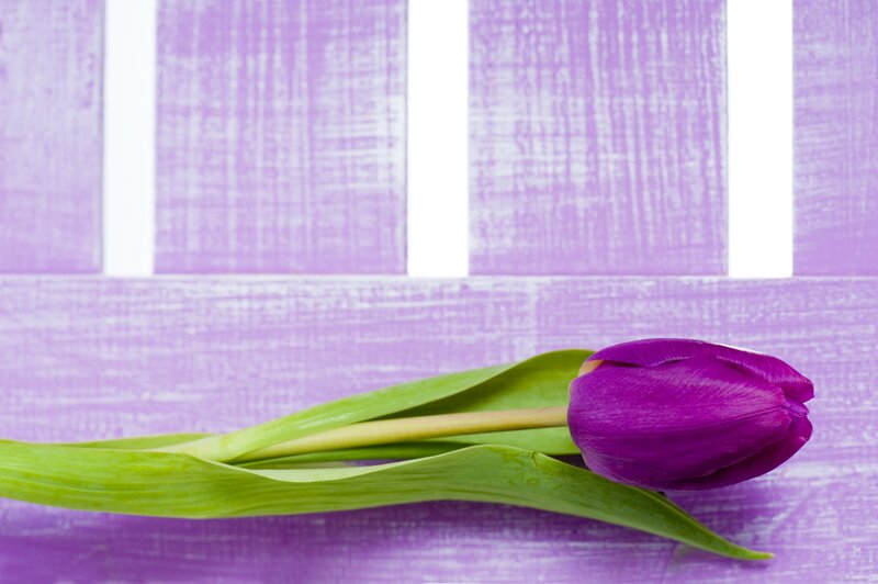 Purple Tulip Flower — Calm, Photograph, Green Leaf