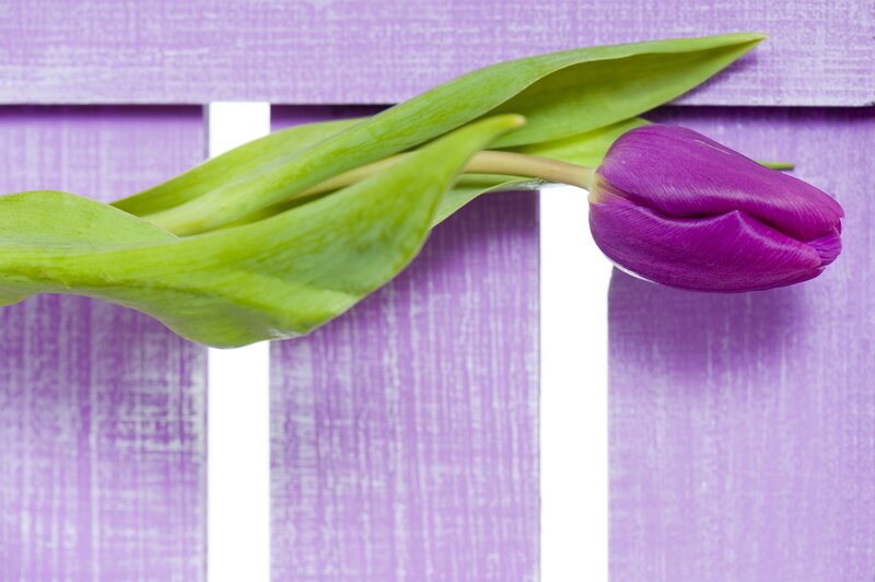 Purple Tulip Flower — Calm, Photograph, Green Leaves
