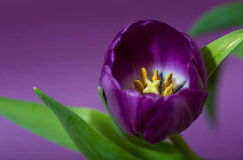 Purple Tulip Flower — Calm, Photograph, Green Leaves, Yellow Stamen