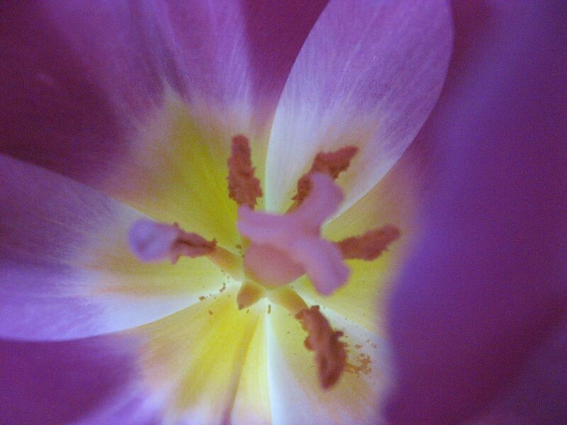 Purple Tulip Flower — Calm, Photograph