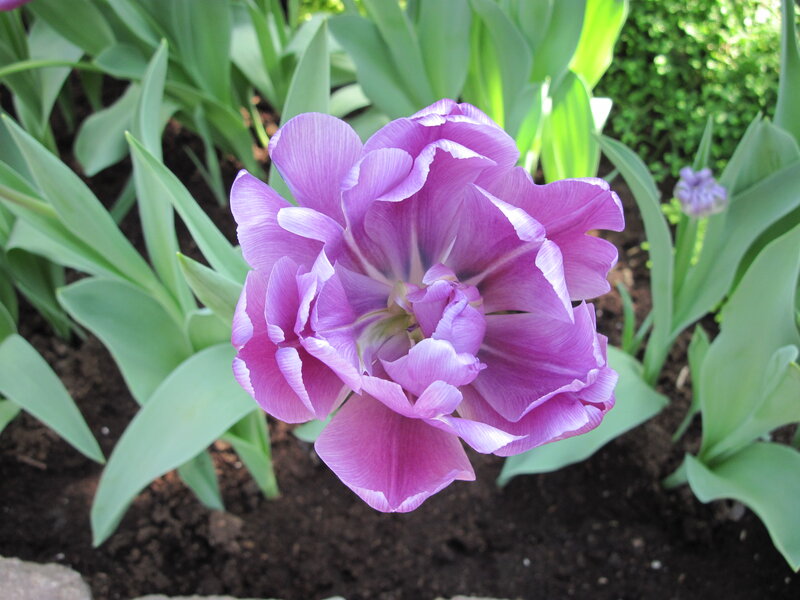 Purple Tulip Flower — Calm, Spring, Photograph, Green Leaves