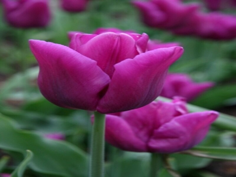 Purple Tulip Flower — Calm, Spring, Photograph, Stem
