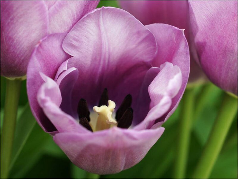 Purple Tulip Flower — Calm, Spring, Photograph