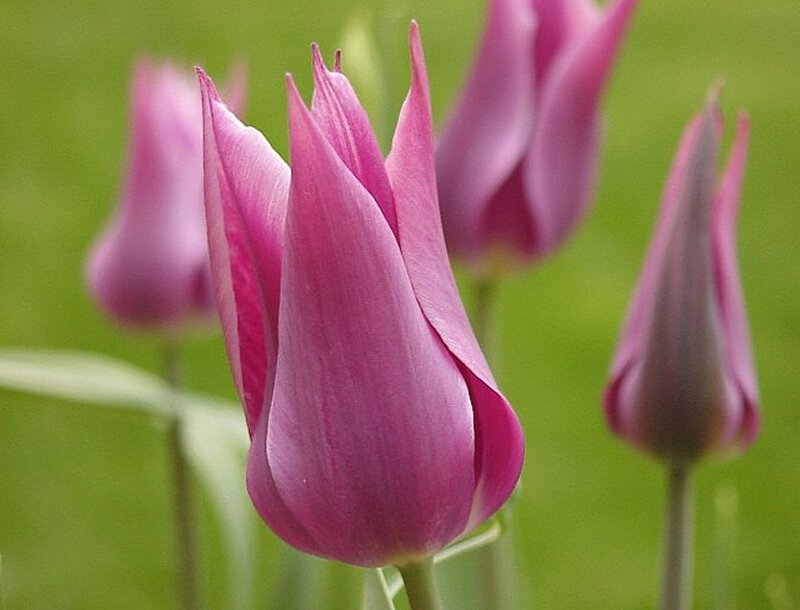 Purple Tulip Flower — Calm