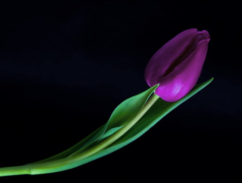 Purple Tulip Flower — Dramatic, Photograph, Green Leaves