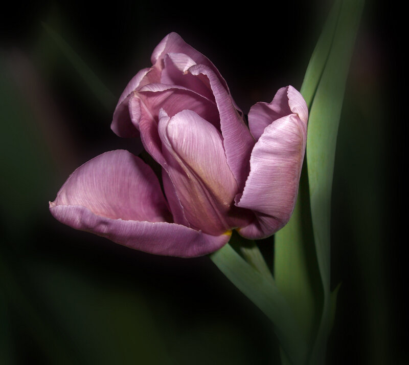 Purple Tulip Flower — Dramatic, Photograph, Green Stem