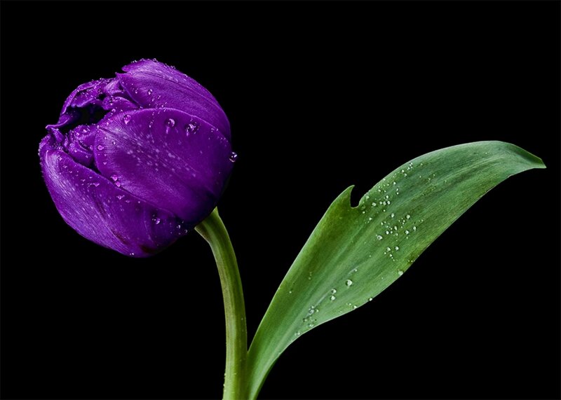Purple Tulip Flower — Dramatic, Photograph, Leaf