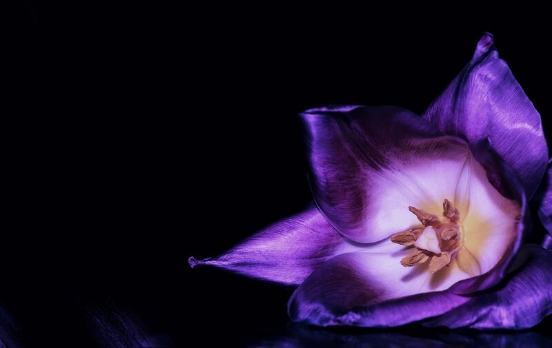 Purple Tulip Flower — Dramatic, Photograph, Petals