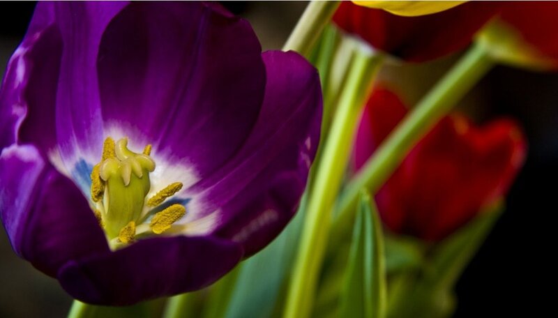 Purple Tulip Flower — Dramatic, Photograph, Red Flowers
