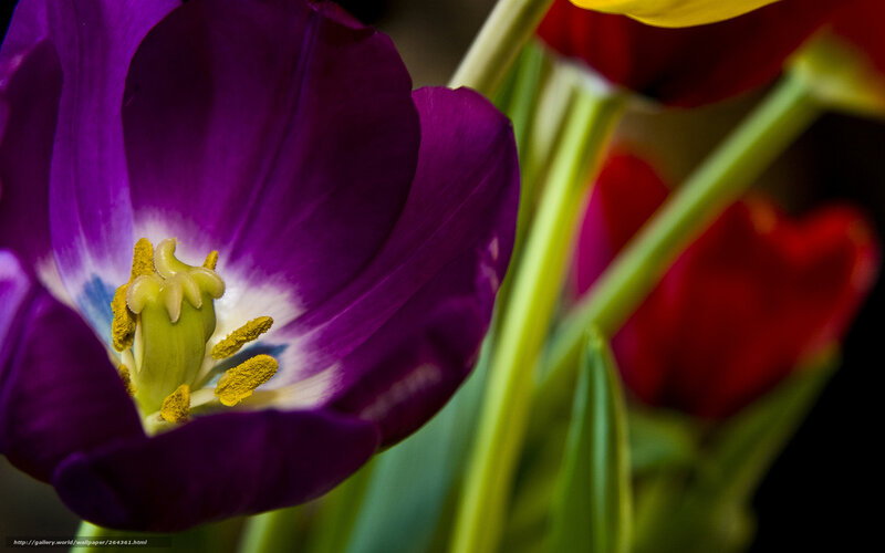 Purple Tulip Flower — Dramatic, Photograph, Red Tulips