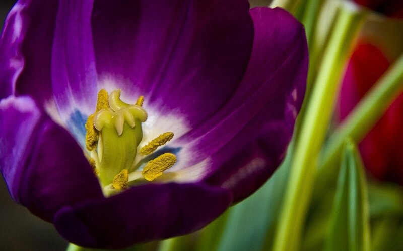 Purple Tulip Flower — Dramatic, Photograph, Stamen
