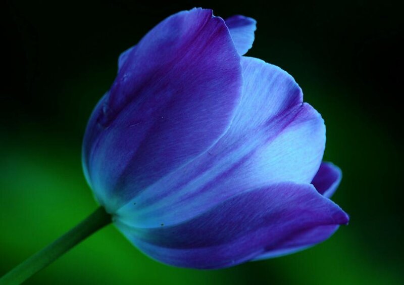 Purple Tulip Flower — Dramatic, Photograph, Stem, Green Background