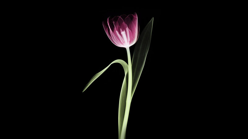 Purple Tulip Flower — Dramatic, Photograph, Stem, Leaf