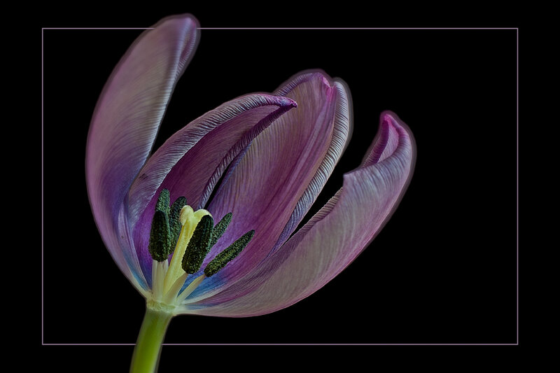 Purple Tulip Flower — Dramatic, Photograph, Stem