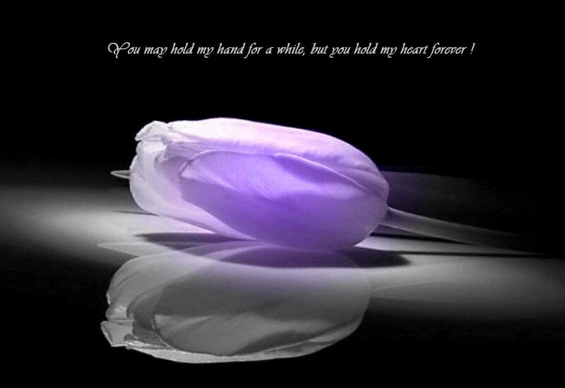 Purple Tulip Flower — Dramatic, Photograph, Text