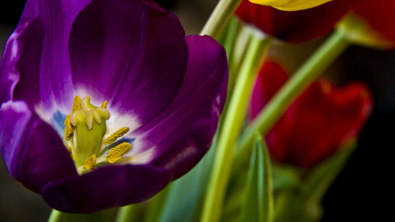 Purple Tulip Flower — Dramatic, Photograph