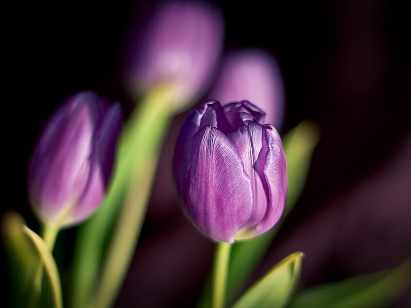 Purple Tulip Flower — Dramatic, Photograph, Tulips, Green Stems