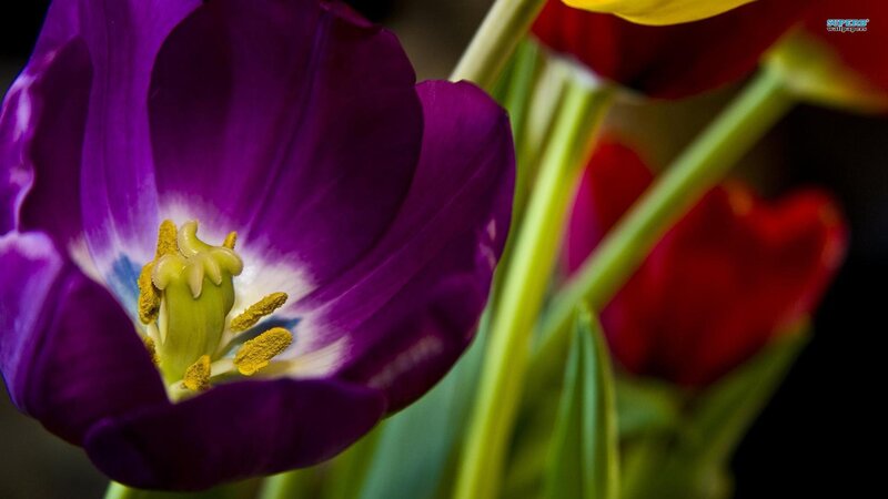 Purple Tulip Flower — Dramatic, Photograph, Tulips