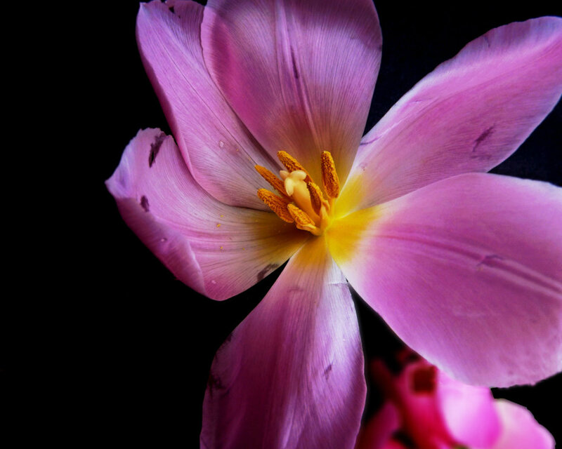 Purple Tulip Flower — Dramatic, Photograph, Yellow Center