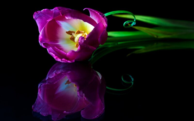 Purple Tulip Flower — Dramatic