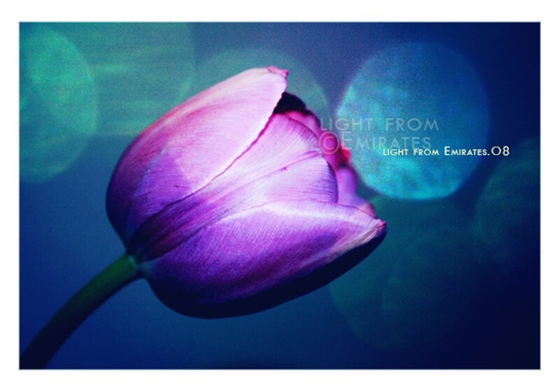 Purple Tulip Flower — Dreamy, Night