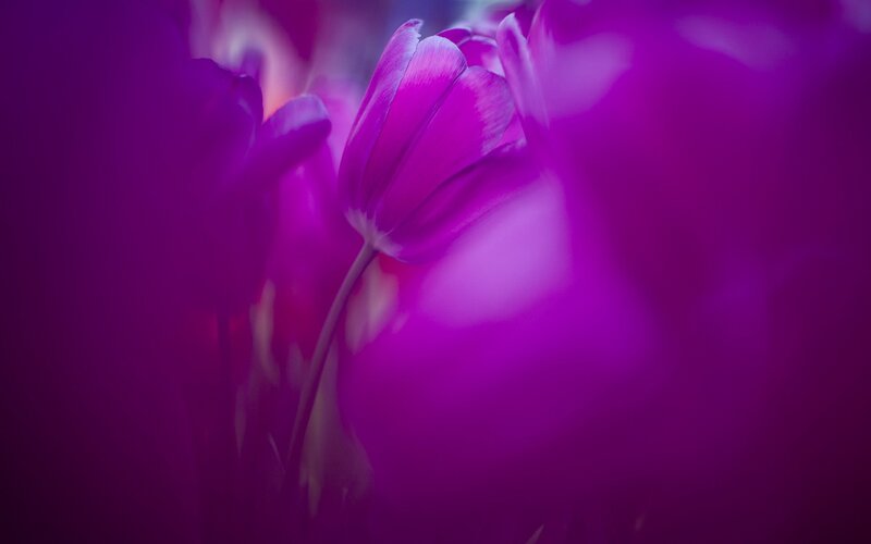 Purple Tulip Flower — Dreamy, Photograph, Stem