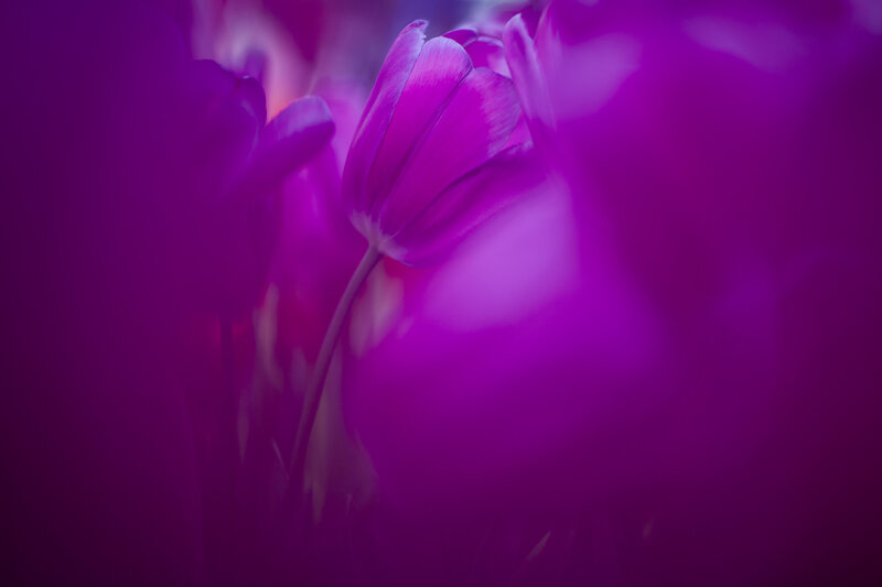 Purple Tulip Flower — Dreamy, Photograph