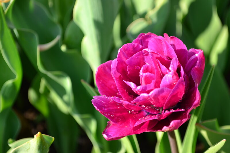 Purple Tulip Flower — Magenta