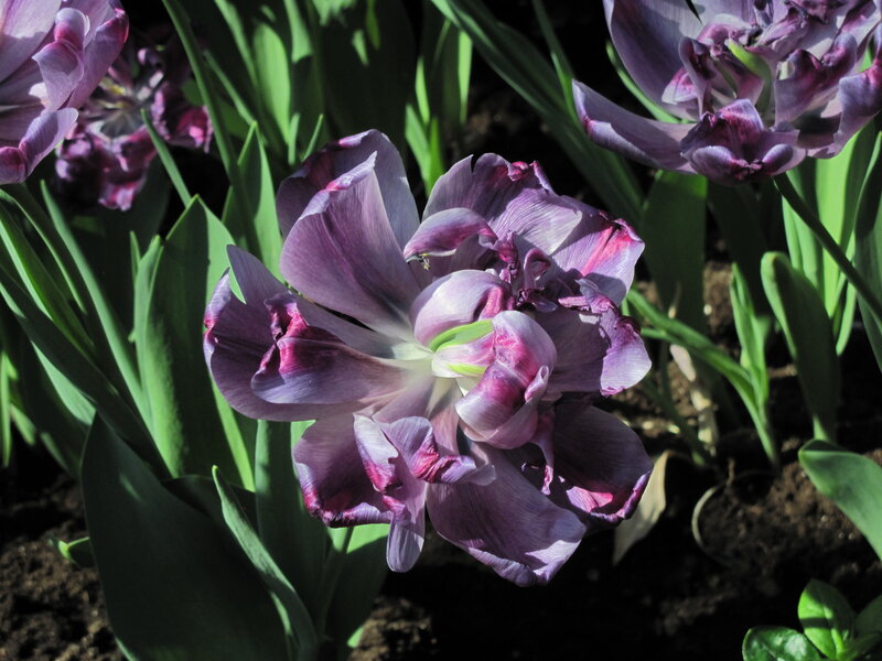 Purple Tulip Flower — Natural, Afternoon