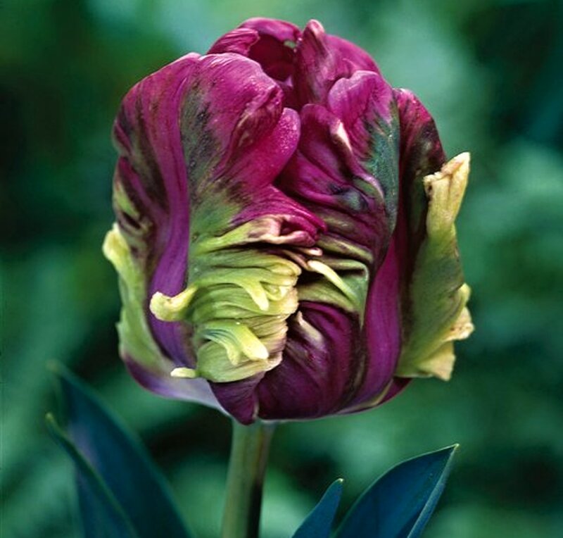 Purple Tulip Flower — Natural, Photograph