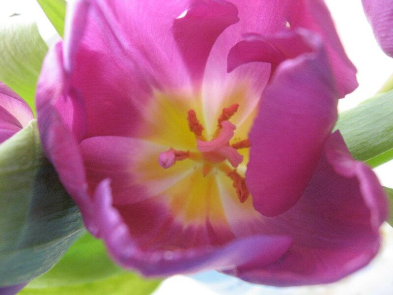 Purple Tulip Flower — Natural, Spring