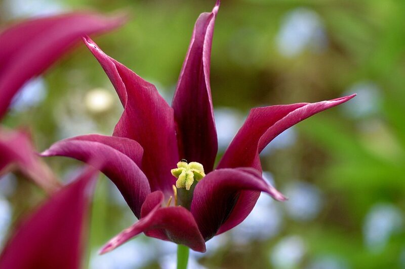 Purple Tulip Flower — Natural