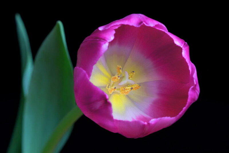 Purple Tulip Flower — Pink, Dramatic