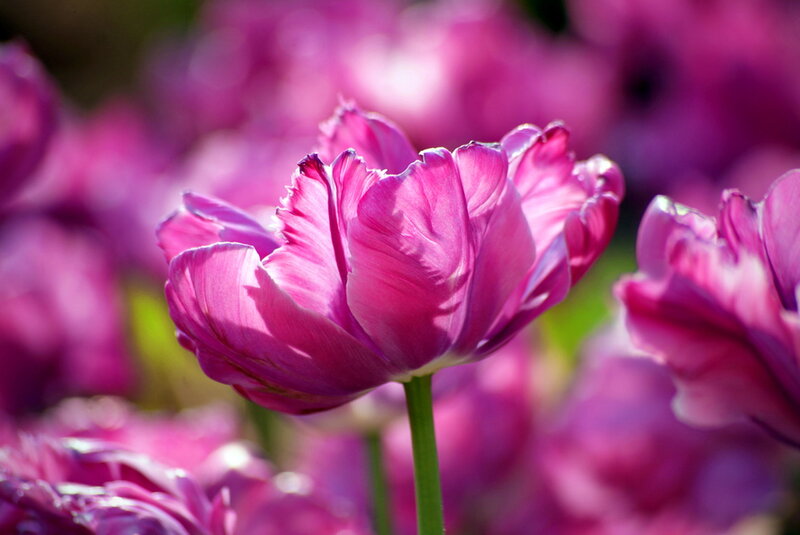Purple Tulip Flower — Pink, Serene, Afternoon, Photograph