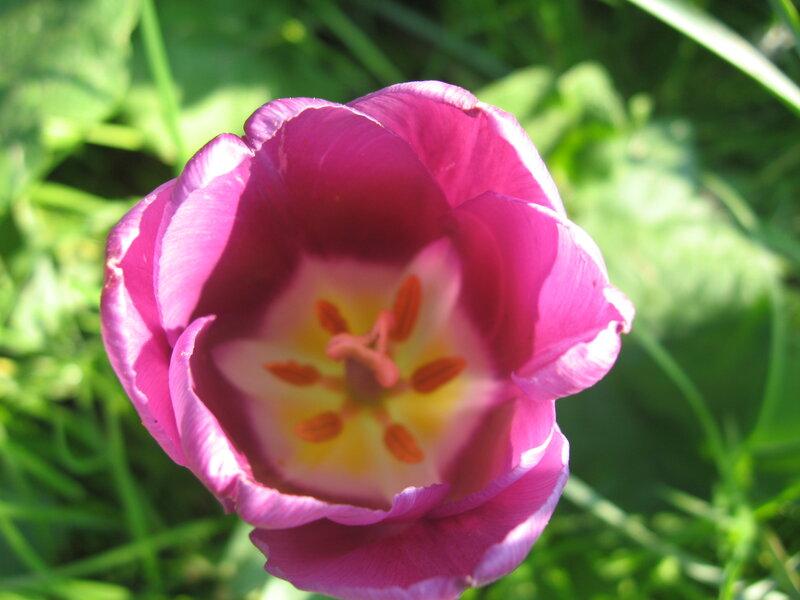 Purple Tulip Flower — Pink, Serene, Afternoon