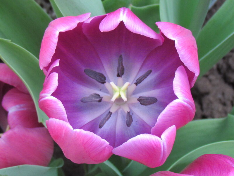 Purple Tulip Flower — Pink