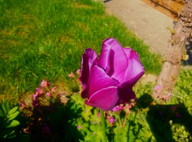Purple Tulip Flower — Serene, Afternoon, Photograph, Grass