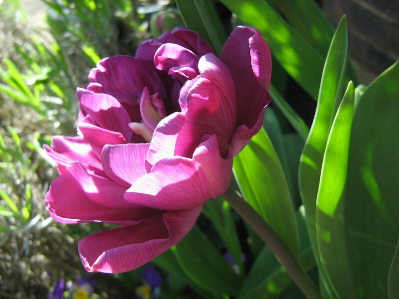 Purple Tulip Flower — Serene, Afternoon