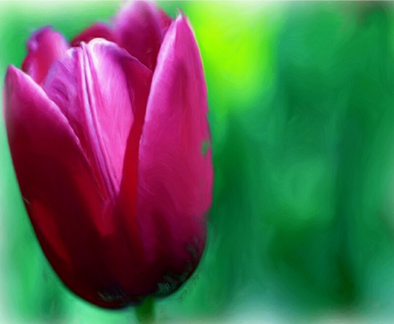 Purple Tulip Flower — Serene, Digital Art