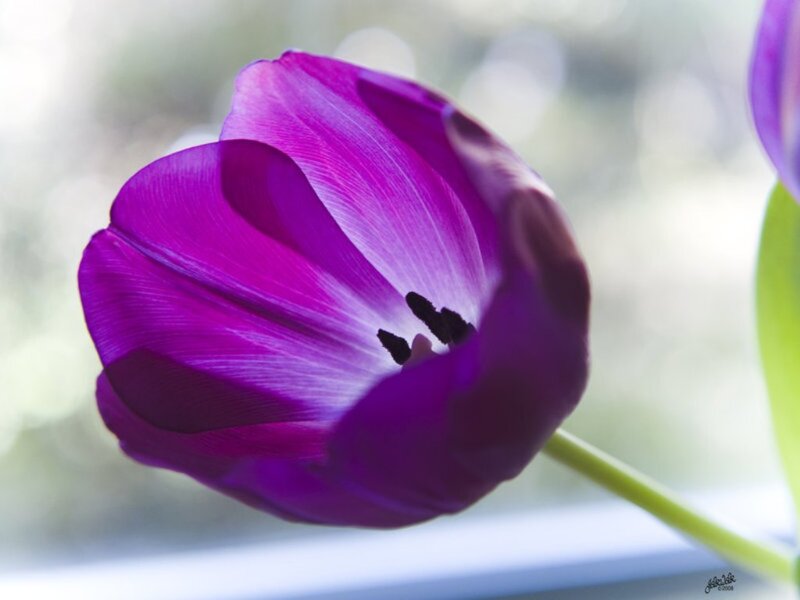 Purple Tulip Flower — Serene, Morning, Photograph