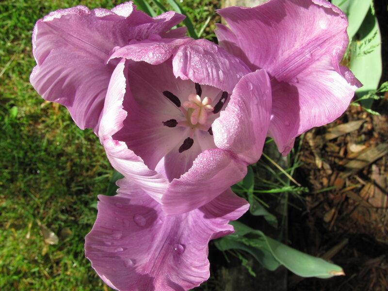 Purple Tulip Flower — Serene, Morning