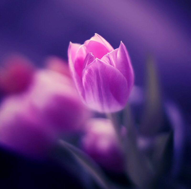 Purple Tulip Flower — Serene, Photograph, Bloom