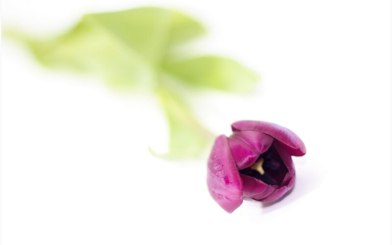 Purple Tulip Flower — Serene, Photograph, Leaf