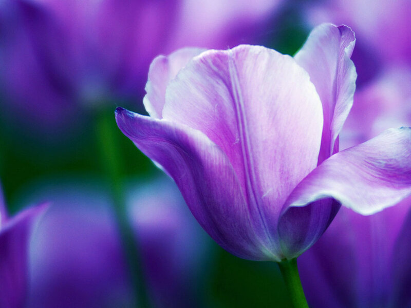 Purple Tulip Flower — Serene, Photograph, Petal, Stem