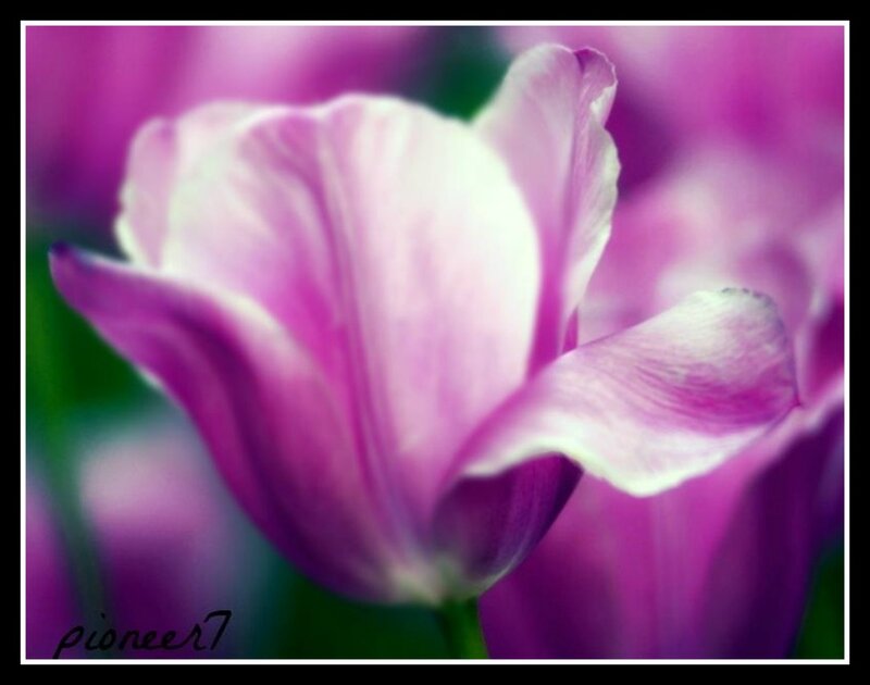 Purple Tulip Flower — Serene, Photograph, Petals, Green