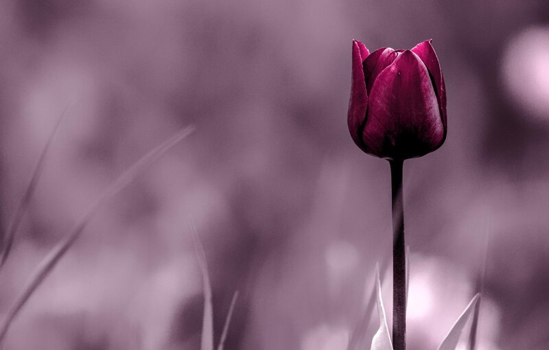 Purple Tulip Flower — Serene, Photograph, Stem, Grass